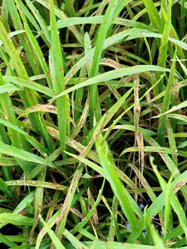 Chủ động phòng trừ sinh vật gây hại trên cây lúa